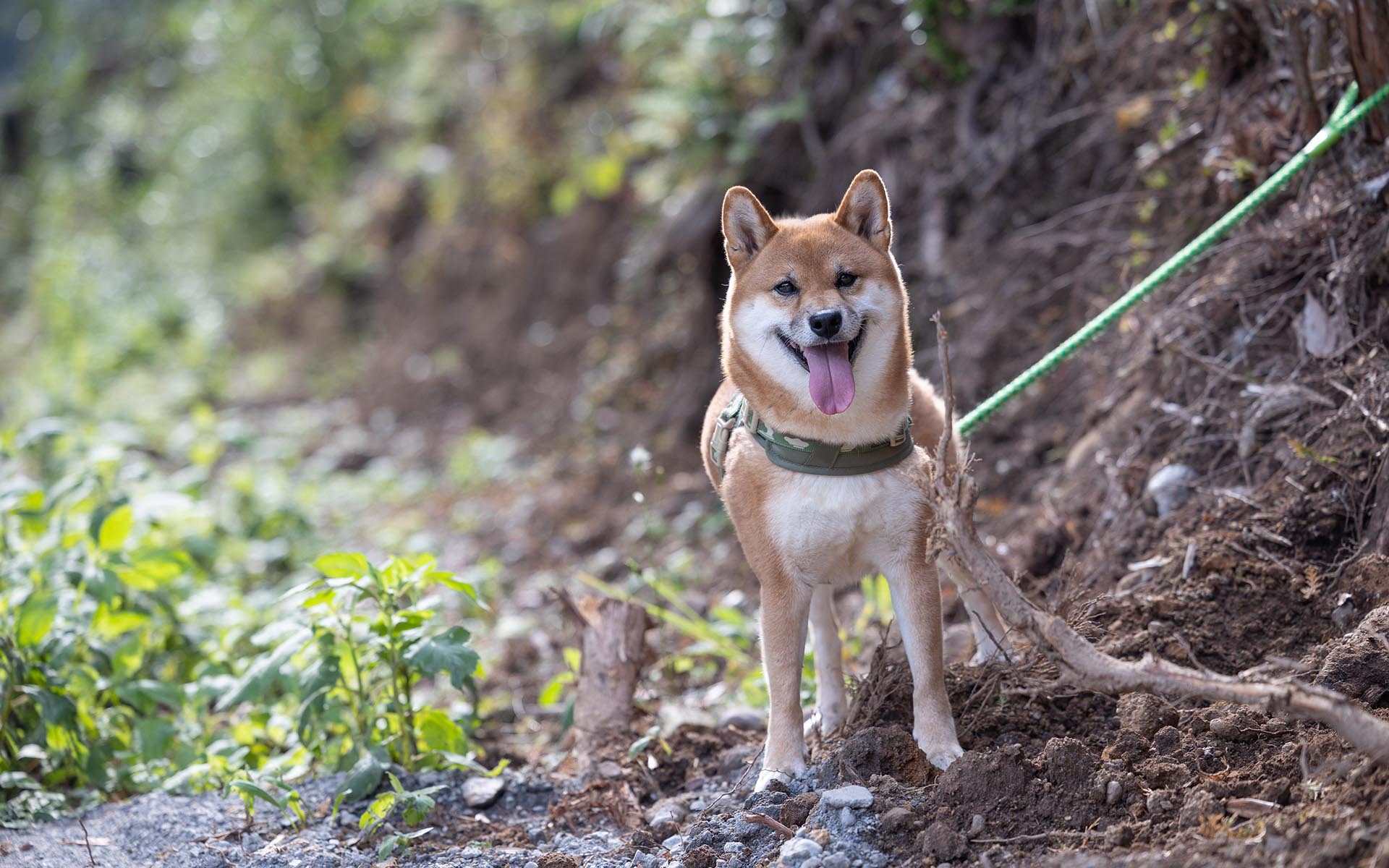 愛犬と散策する