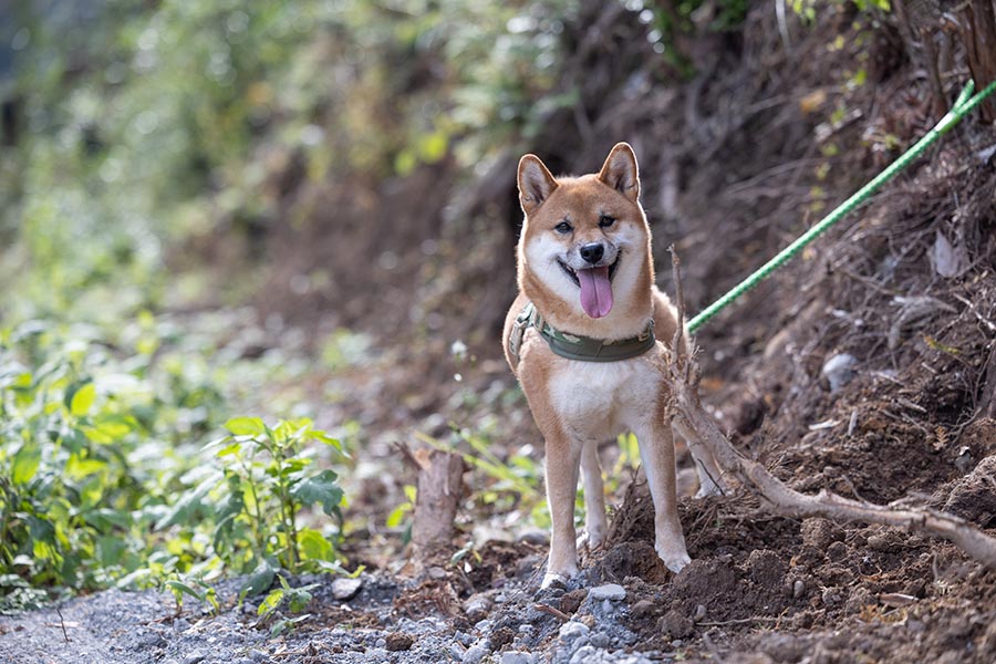 愛犬と宿泊可能なドッグドーム